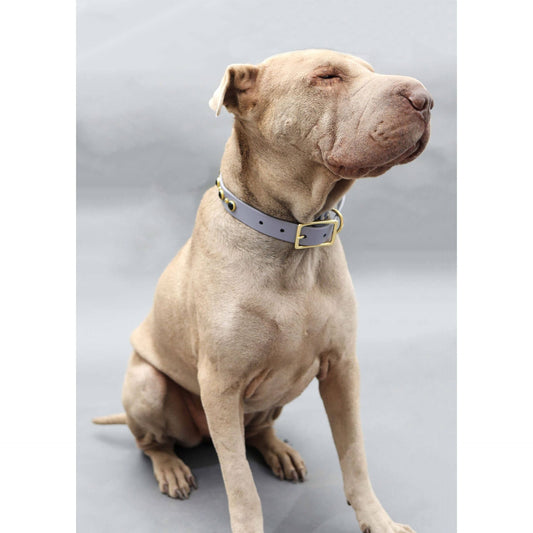 light beige dog wearing grey waterproof collar with black shiny studs on it
